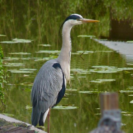 Rustig gelegen chalet Kapeki met tuin aan het water Geel Buitenkant foto